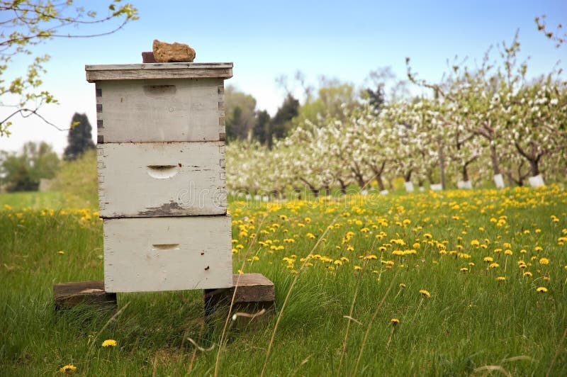 Beekeeping with Blooming Apple Trees in Background. Beekeeping with Blooming Apple Trees in Background