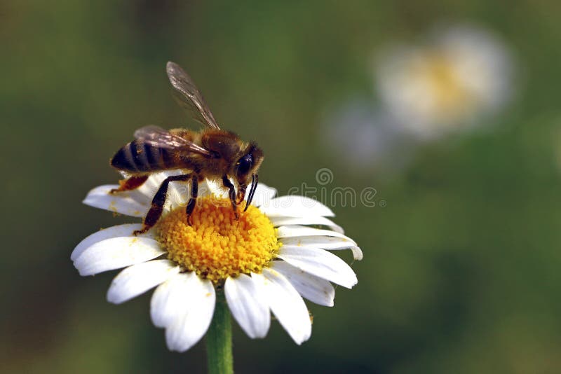 Pszczoła na kwiacie