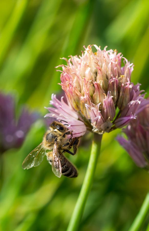 Pszczoła na kwiacie Mały pożytecznie insekt jest pracujący miód i robić Honeybee z skrzydłem na okwitnięciu Wiosna przy wsią ja fotografia stock Pszczoła na kwiacie Mały pożytecznie insekt jest pracujący miód i robić Honeybee z skrzydłem na okwitnięciu Wiosna przy wsią ja fotografia stock