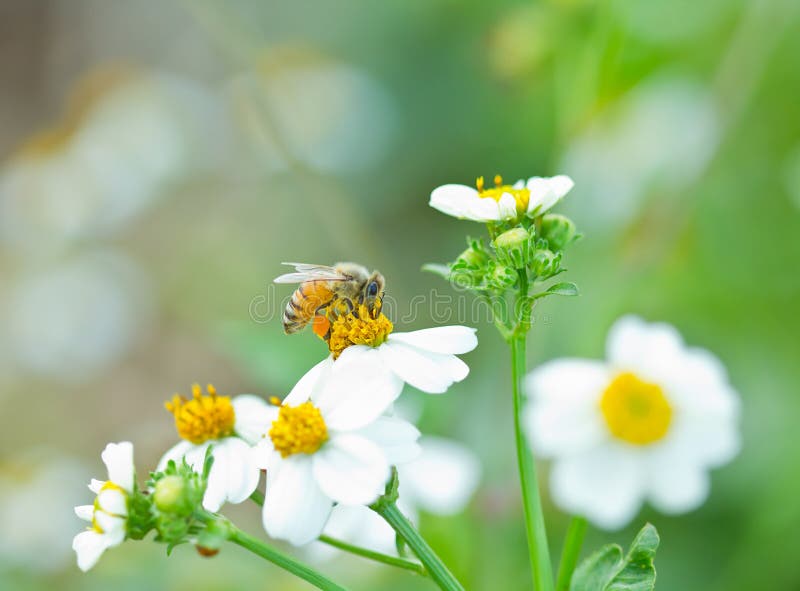 Pszczoła zbiera miodowego kwiatu biel