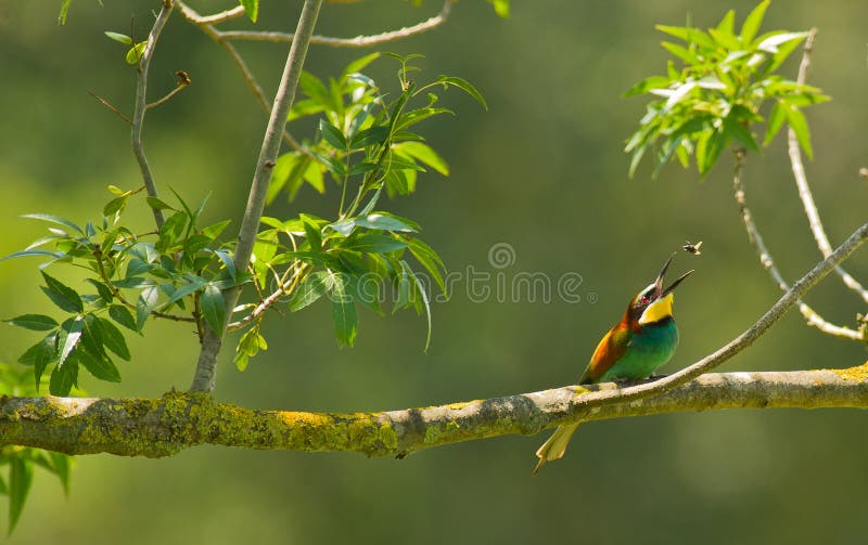 A Bee-eater shows the species specific behavior dealing with potentially dangerous insects like bees, the prey is thrown several times into the air to be picked up and hit against a hard surface to avoid the poisonous sting. A Bee-eater shows the species specific behavior dealing with potentially dangerous insects like bees, the prey is thrown several times into the air to be picked up and hit against a hard surface to avoid the poisonous sting.