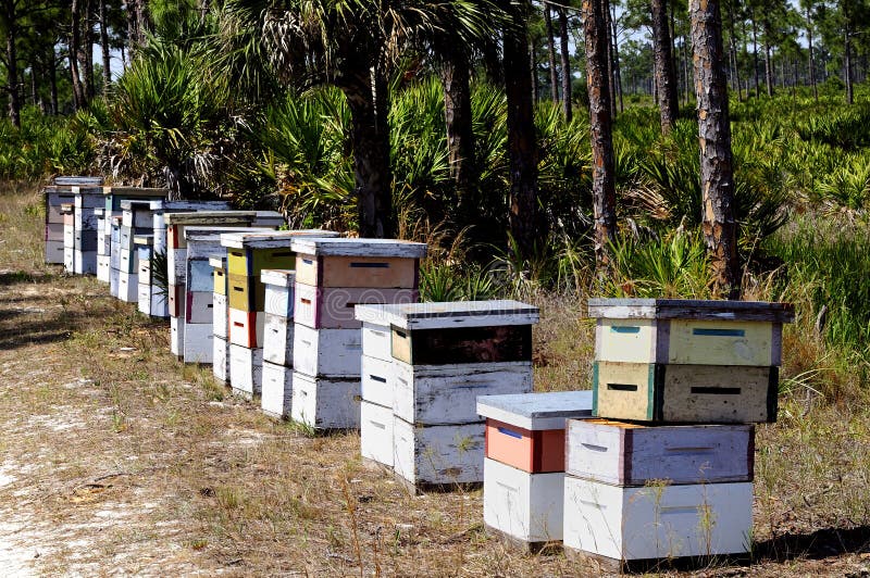 A row of commercial beehives are placed where needed for pollination of plants. A row of commercial beehives are placed where needed for pollination of plants