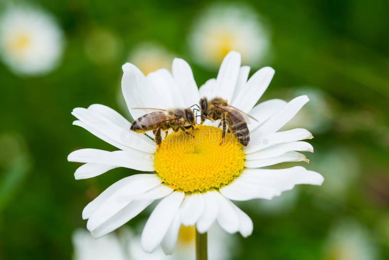 Pszczoły ssa nektar od stokrotka kwiatu