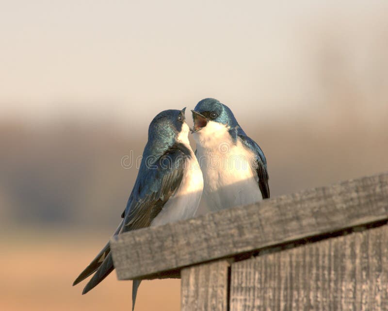 Two tree swallows on top of a nesting box. Two tree swallows on top of a nesting box.