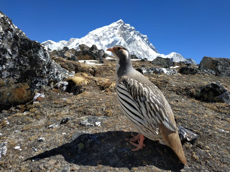 Ptak na tle wysokie góry Widok halny Nuptse Na sposobie Everest pięcie zdjęcia royalty free Ptak na tle wysokie góry Widok halny Nuptse Na sposobie Everest pięcie zdjęcia royalty free