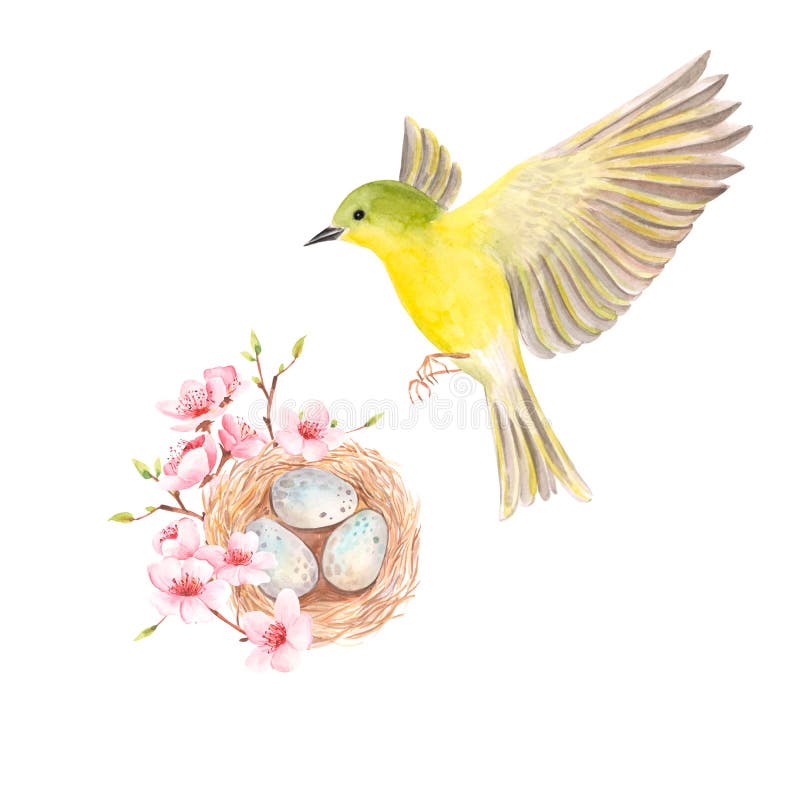 Ptak z gniazdem i ilustracją branchwatercolor drzewa wiśniowego. domek dla ptaków naturalnych wiosennych ze słomy i gałęzi z blu