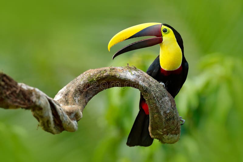 Ptak z otwartym rachunkiem Dużego belfra Chesnut-mandibled pieprzojada ptasi obsiadanie na gałąź w tropikalnym deszczu z zielonym