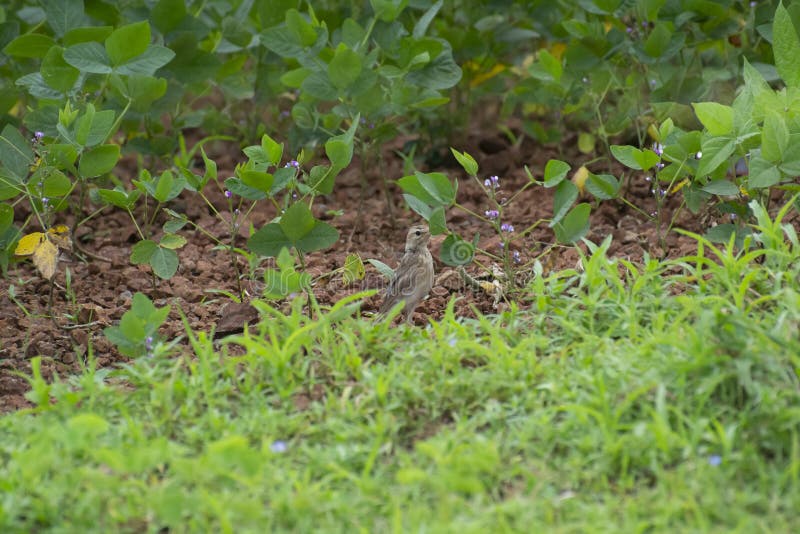 Soybean Crop , Green Leaves with  Flowers and Pipit Bird in India. Soybean Crop , Green Leaves with  Flowers and Pipit Bird in India