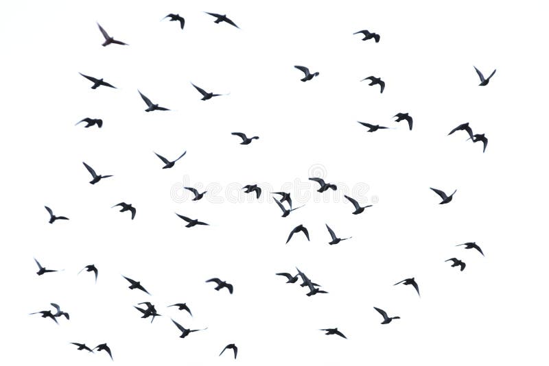 Flock of pigeons in flight. Flock of pigeons in flight