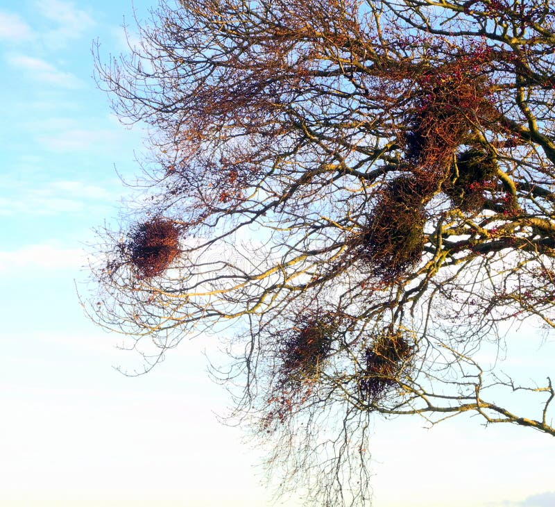 Crows nests in a bare winter tree, empty, used, abandoned. Crows nests in a bare winter tree, empty, used, abandoned.