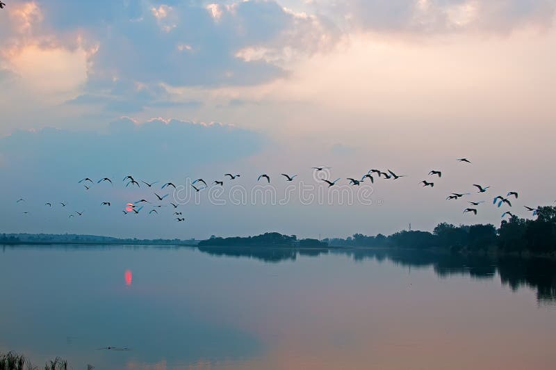 Scenic view of silhouetted flock of birds flying over lake at dusk. Scenic view of silhouetted flock of birds flying over lake at dusk.