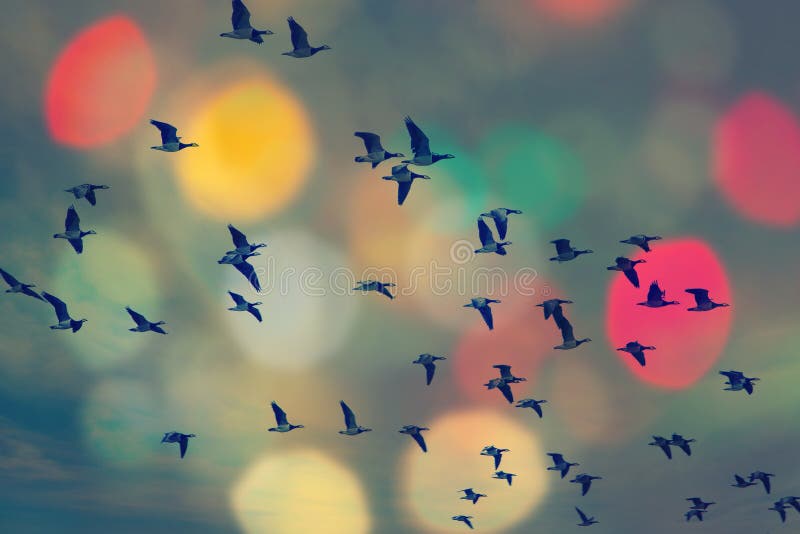 Birds flying and abstract sky ,spring background abstract happy background,freedom birds concept,symbol of liberty and freedom. Birds flying and abstract sky ,spring background abstract happy background,freedom birds concept,symbol of liberty and freedom