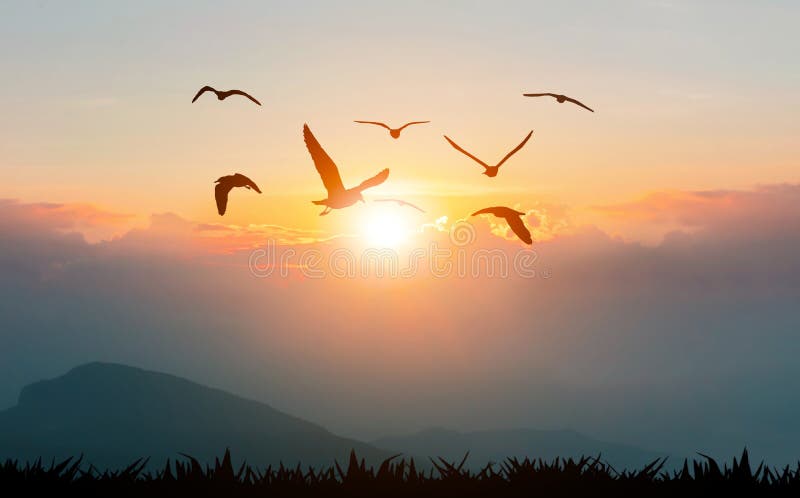 Birds flying freedom on the mountains and sunlight silhouette. Birds flying freedom on the mountains and sunlight silhouette