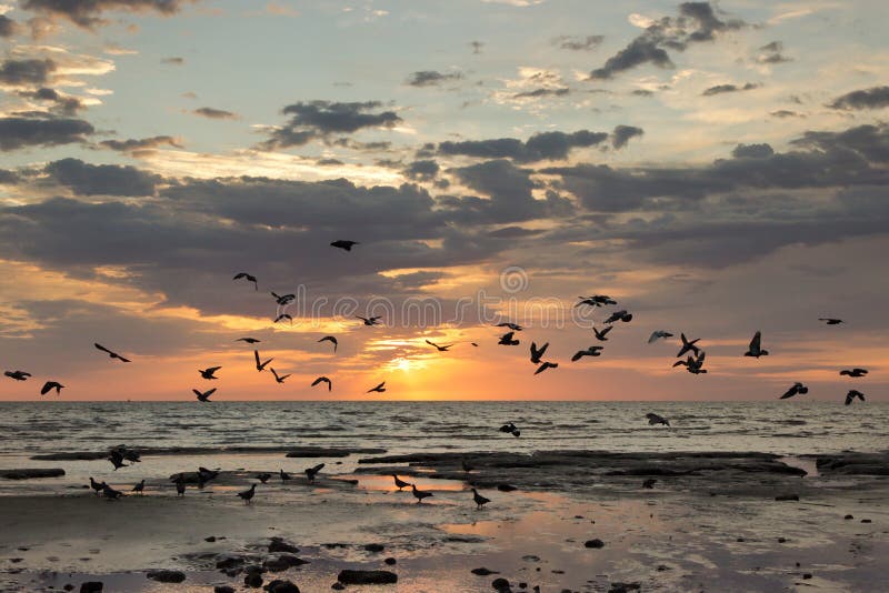 birds flying sunrise shore clouds sky. birds flying sunrise shore clouds sky