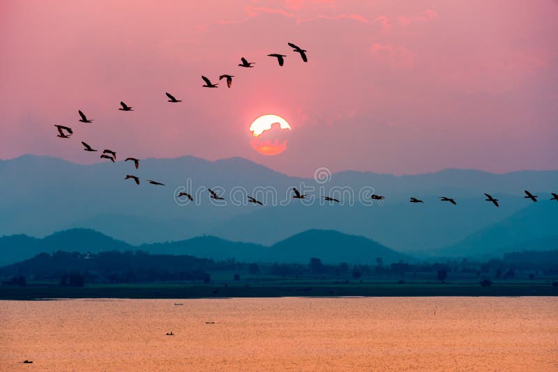 Beautiful nature landscape birds flock flying in a row over lake water red sun on the colorful sky during sunset over the mountains for background at Krasiao Dam, Suphan Buri in Thailand. Beautiful nature landscape birds flock flying in a row over lake water red sun on the colorful sky during sunset over the mountains for background at Krasiao Dam, Suphan Buri in Thailand