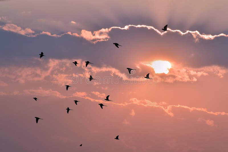 Landscape flying birds with sunset sky in india. Landscape flying birds with sunset sky in india