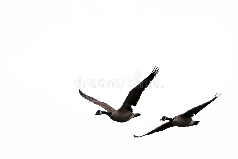 Flying birds on white sky silhouette for windows. Flying birds on white sky silhouette for windows