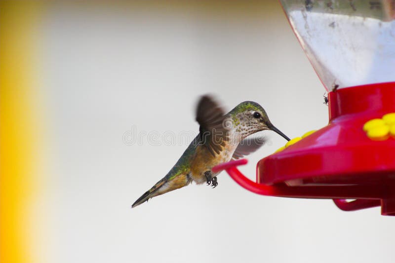 Calibri birds flying near the sugar feeder. Calibri birds flying near the sugar feeder