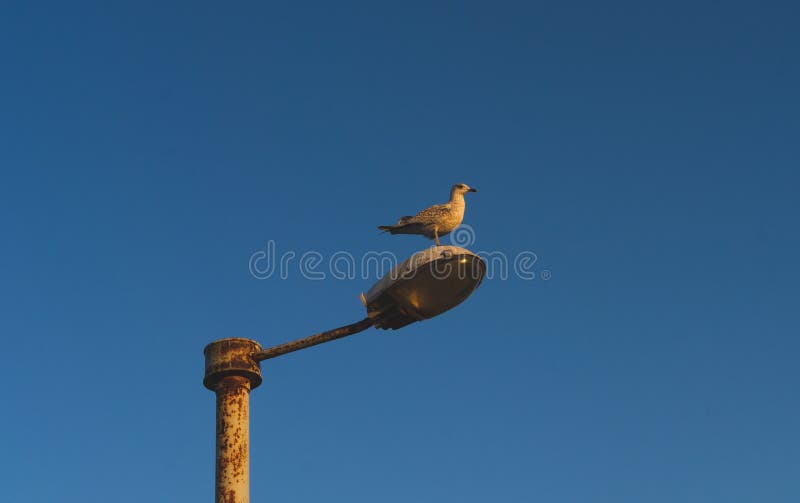 Ptaki w mieście zdjęcia royalty free Ptaki w mieście zdjęcia royalty free