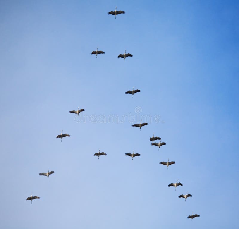 Ptaków migraci południe