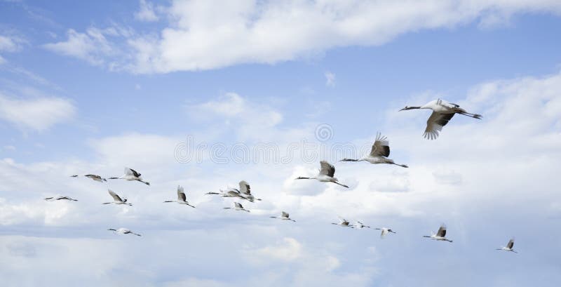 Flying birds under clear sky. Flying birds under clear sky