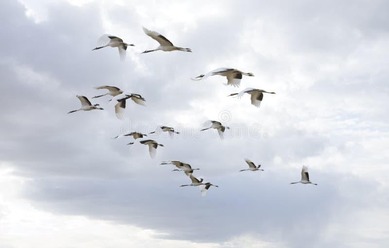 A flock of flying birds. A flock of flying birds
