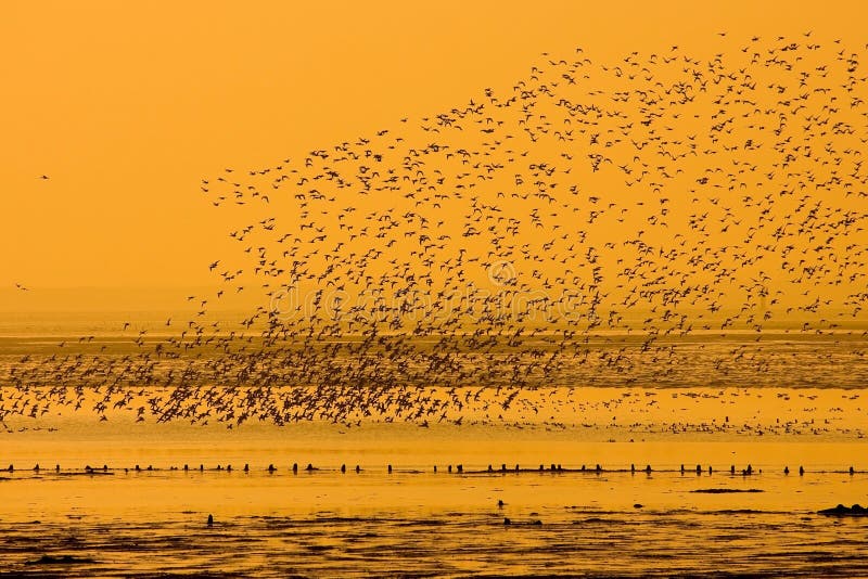 Flying birds in alignment, in formation, at sunset. Flying birds in alignment, in formation, at sunset.