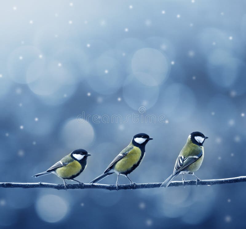 Ptaków trzy titmouse zima zdjęcia stock
