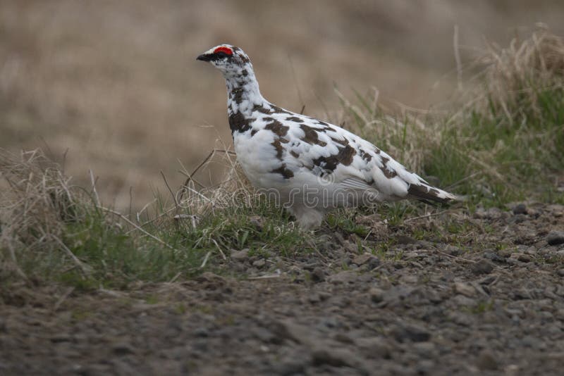ptarmigan of sneeuwpatrijs Lagopus royalty-vrije stock foto's ptarmigan of sneeuwpatrijs Lagopus royalty-vrije stock foto's