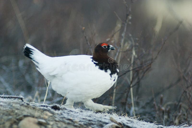 Ptarmigan walking