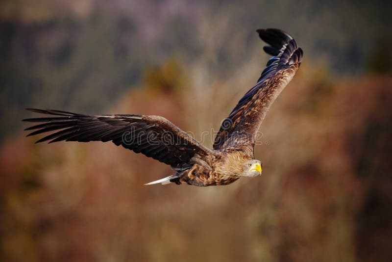 Ptasi lot Ogoniasty Eagle, Haliaeetus albicilla, ptaki zdobycz z lasem w tle obrazy stock Ptasi lot Ogoniasty Eagle, Haliaeetus albicilla, ptaki zdobycz z lasem w tle obrazy stock