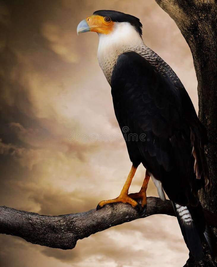 A crested Florida caracara raptor bird on a tree limb with the soft glow of an evening sky. A crested Florida caracara raptor bird on a tree limb with the soft glow of an evening sky.