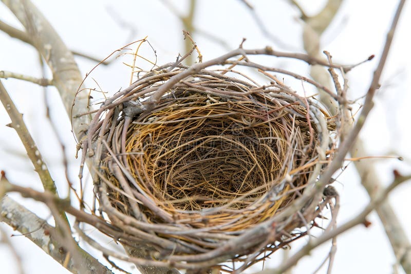 Ptasia struktura gniazd Twigs trawa i sztuka architektury ptasij w siedliskach Natures. Eksploracja zawiłości ilustracji
