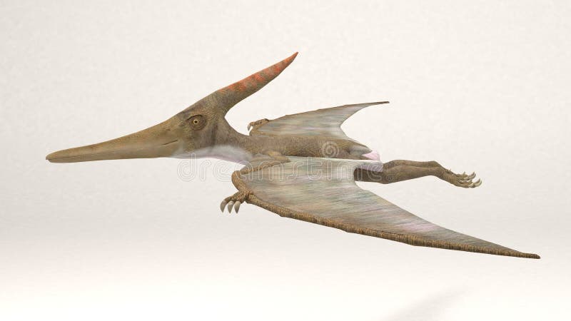 Pteranodon dinosaur isolated pterodactyl dino bird