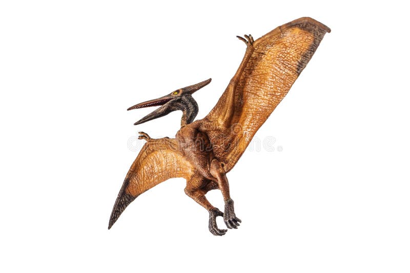 Pteranodon Pterodactyl Dinosaur on White Background Stock Photo - Image of  background, gigantic: 139129966