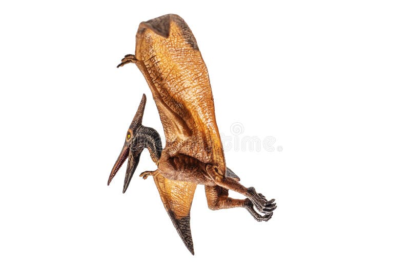 Pteranodon Pterodactyl Dinosaur on White Background Stock Photo - Image of  background, gigantic: 139129966