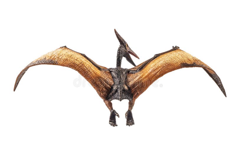 550 Pterodactyl Dinosaur Stock Photos - Free & Royalty-Free Stock Photos  from Dreamstime