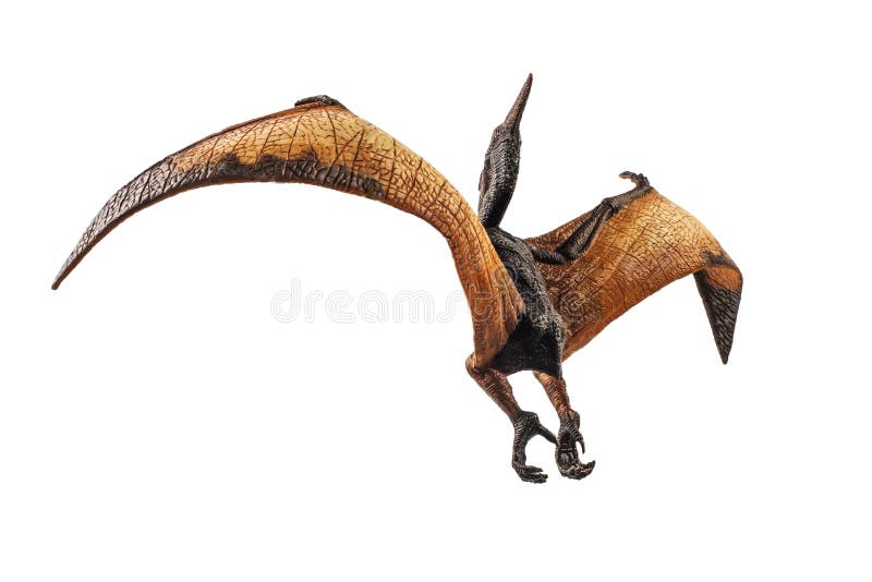 550 Pterodactyl Dinosaur Stock Photos - Free & Royalty-Free Stock Photos  from Dreamstime