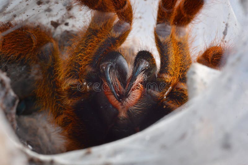 Pterinochilus Murinus Usambara Spider Close Up Stock Image Image of