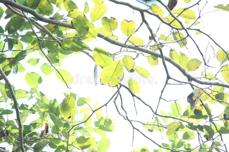 Pterocarpus marsupium, also known as Malabar kino, Indian kino tree, vijayasar, gammalu