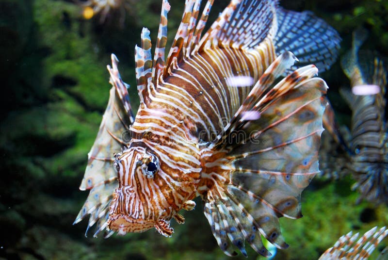 Pterois is a genus of venomous marine fish, commonly kept in aquariums. known as lionfish, native to the Indo-Pacific. Also called zebrafish, firefish, turkeyfish, tastyfish or butterfly-cod, it is characterized by venomous spiky fin rays. Pterois is a genus of venomous marine fish, commonly kept in aquariums. known as lionfish, native to the Indo-Pacific. Also called zebrafish, firefish, turkeyfish, tastyfish or butterfly-cod, it is characterized by venomous spiky fin rays.