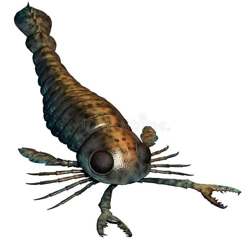 Pterygotus ilustracji Pterygotus ilustracji