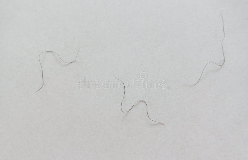 Pubic hair on white towel stock photo. Image of floor - 156976064 Pubic hair on white towel stock photo. Image of floor - 156976064