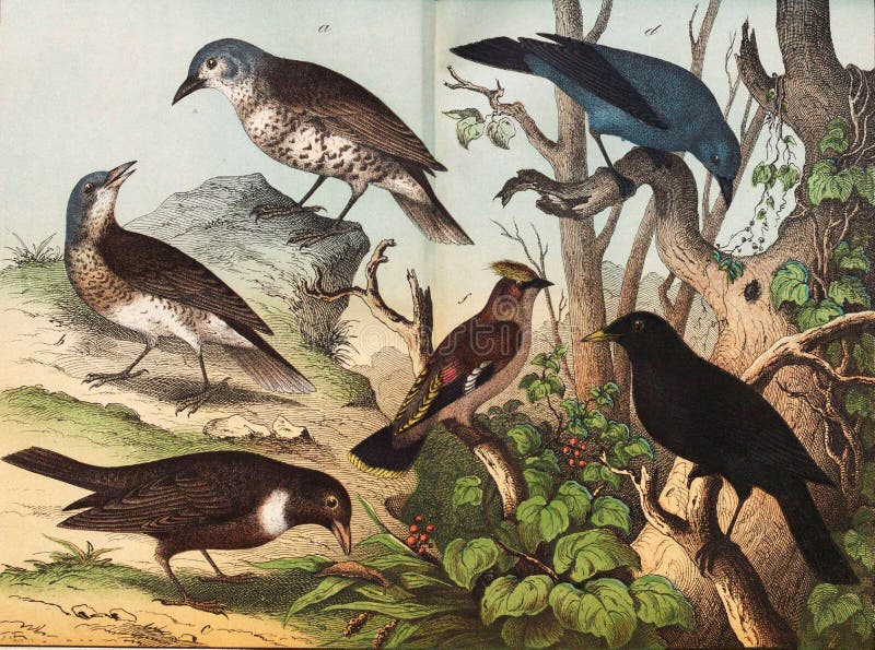Different Species of Birds in the Wild Stock Illustration - Illustration of  biology, kind: 102228139