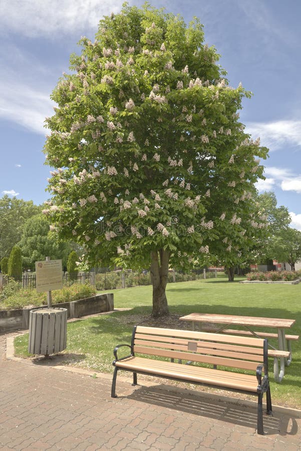 Public Park Panorama Gresham Oregon. Stock Photo Image of view
