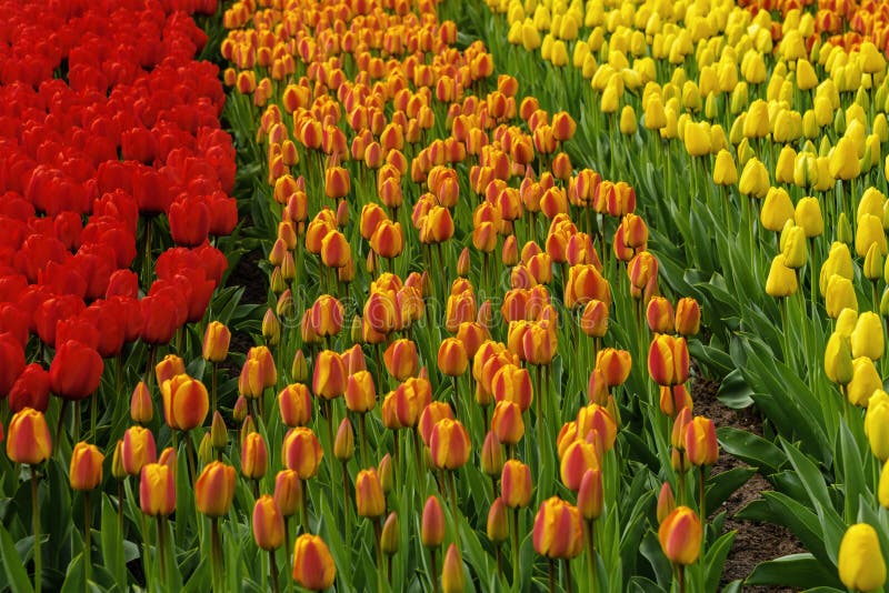 Publicamente a tulipa acessível numerosa da cor coloca na flor em jardins holandeses de Keukenhof da mola foto de stock Publicamente a tulipa acessível numerosa da cor coloca na flor em jardins holandeses de Keukenhof da mola foto de stock