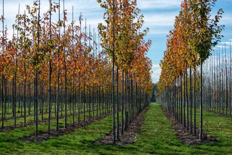 Publiek en privat tuin, parkenboomkwekerij in Nederland, spe stock foto Publiek en privat tuin, parkenboomkwekerij in Nederland, spe stock foto