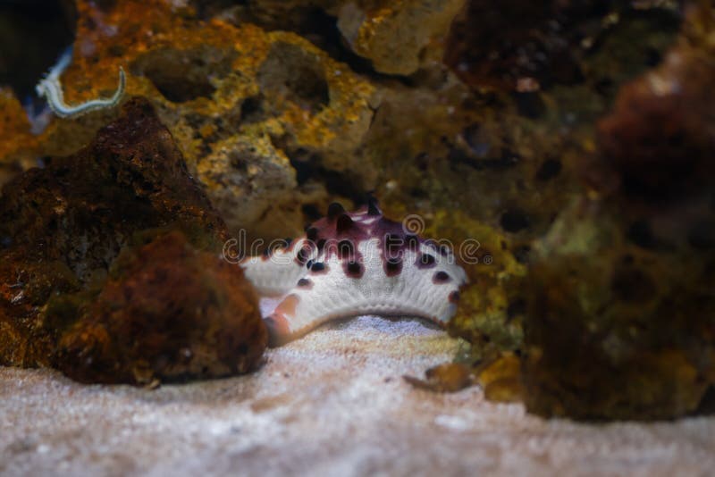 Chocolate Chip Sea Star (Protoreaster nodosus) or Horned Sea Star. Chocolate Chip Sea Star (Protoreaster nodosus) or Horned Sea Star