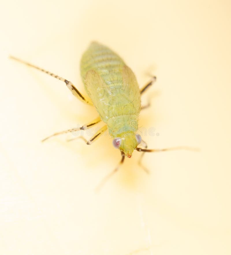 Puceron vert isolé sur fond jaune. Macro image stock