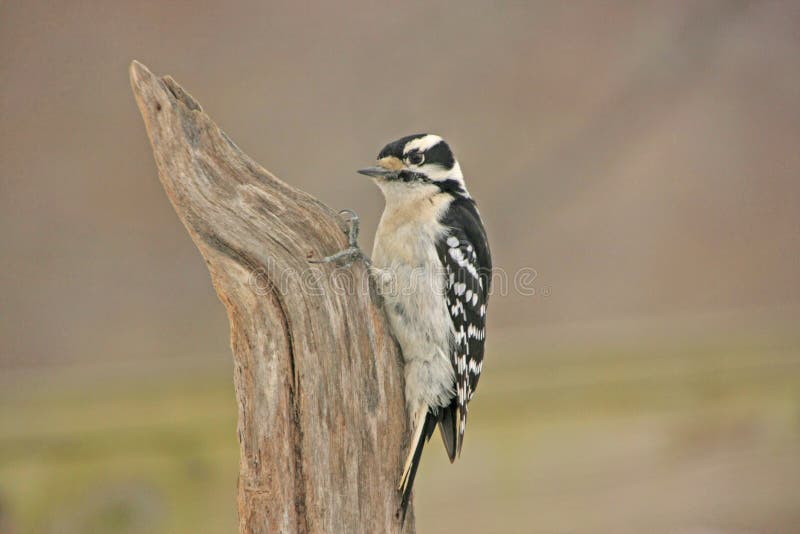 Puchaty dzięcioł (Picoides pubescens) obrazy stock Puchaty dzięcioł (Picoides pubescens) obrazy stock